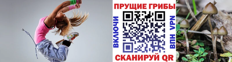 Галлюциногенные грибы Cubensis  закладки  Избербаш 
